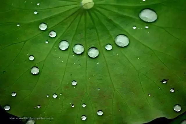 雨滴在荷葉表面形成晶瑩的露珠 雨滴在荷葉表面形成晶瑩的露珠