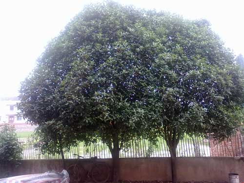 桂花 桂花