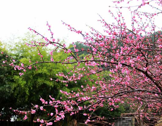 梅花 梅花