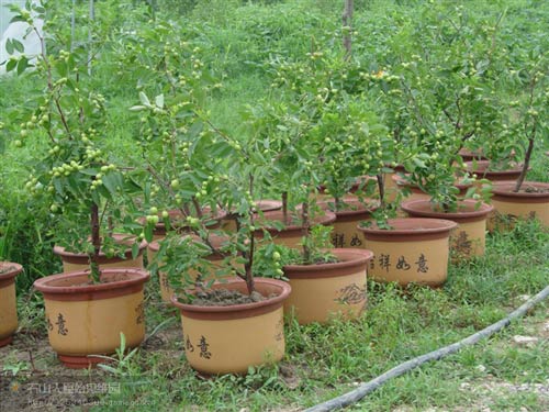 棗樹(shù) 棗樹(shù)