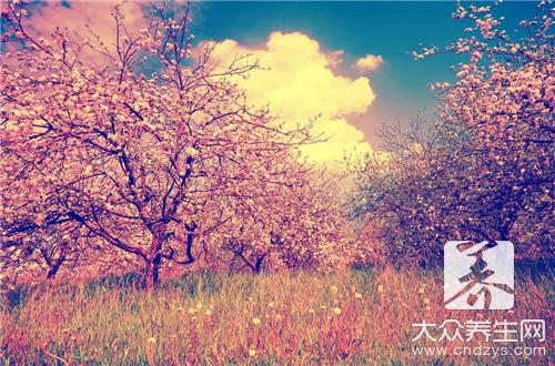 鮮花也可養(yǎng)生 桃花活血調(diào)經(jīng)