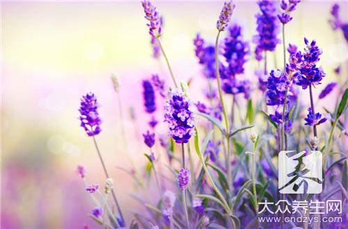 鮮花也可養(yǎng)生 桃花活血調(diào)經(jīng)